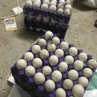 بيض بط بكيني