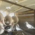 حمام بكستاني
