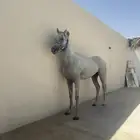 حصان عربي