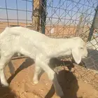 داغور حري خروف