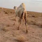 خلفه وضحا