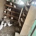 حمام فرنسي لاحم جامبو