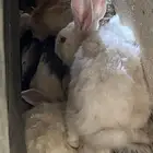 ارانب للبيع على السوم