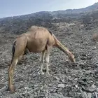 ناقه حمرا دهماء