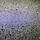 نبات طافي لأحواض السمك duckweed