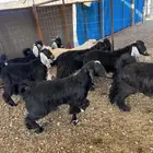 تيوس مخاصي نظيفه وشحم فل