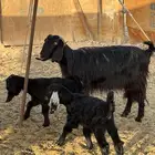 عنز تحتها عنقان للبيع