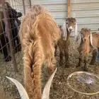 -معزا متاومه معها تيس وجفره -تم البيع