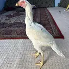 دجاج (باكستاني ) سندي