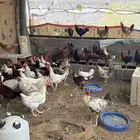 ديكه