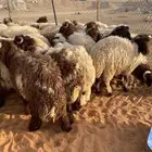 طليان نعيم جبر بلدي بري رخال ذبايح خرفان