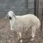 خاروف