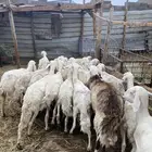 19 شاه و4 تحتها 4 وعنز والد و3 معزا