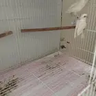 جوز روز البينو