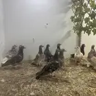 زواجل للبيع