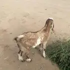 تيس