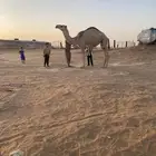 بكره طيبه هديه سليمه من العذاريب