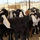 معزا عوارض