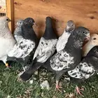 طبات بكستاني مستوى طيب