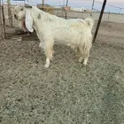 تيس فحل طيب