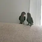 عصافير روز اليف