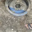 جنوط ربع وشاص شنبر