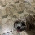 كلب فصيلة شيتزو للتبني العاجل