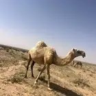 مغاتير للبيع