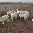بهم حري فاخر العدد9