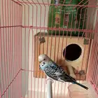 عصفور روز للبيع