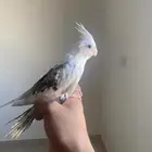 كروان هولندي