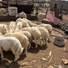 طليان