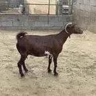 العرضية الجنوبية