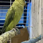 ببغاء دره انتاج