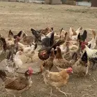 دجاج بلدي بياض