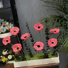 منسق ورد في تبوك لتواصل ع الرقم