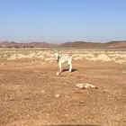 حمار غنم طبع زين وهدي