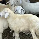 5 خرفان ورخل