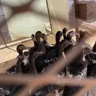 بط مصري او المكسوفي