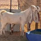 للبيع جفرات جذعات خصم مطورات