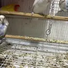 طيور روز 3 ذكور و1 انثى