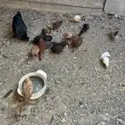 صيصان بلدي العدد 19