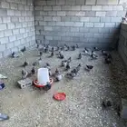 حمام فرنسي جامبو