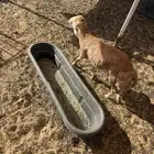 فل شحم ذبيحه طلي رفيدي تربيه