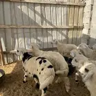 طليان حري ونجدي للبيع مراح شحم فل نظيفه