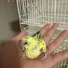 فرخ بادرجي غر