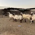 فحول أنعيم طيبه ( تم البيع )