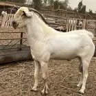 فحل بيشي فاخر