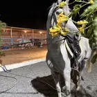 لعشاق ركوب الخيل
