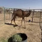 حاشي قعود للبيع شرط النظافة